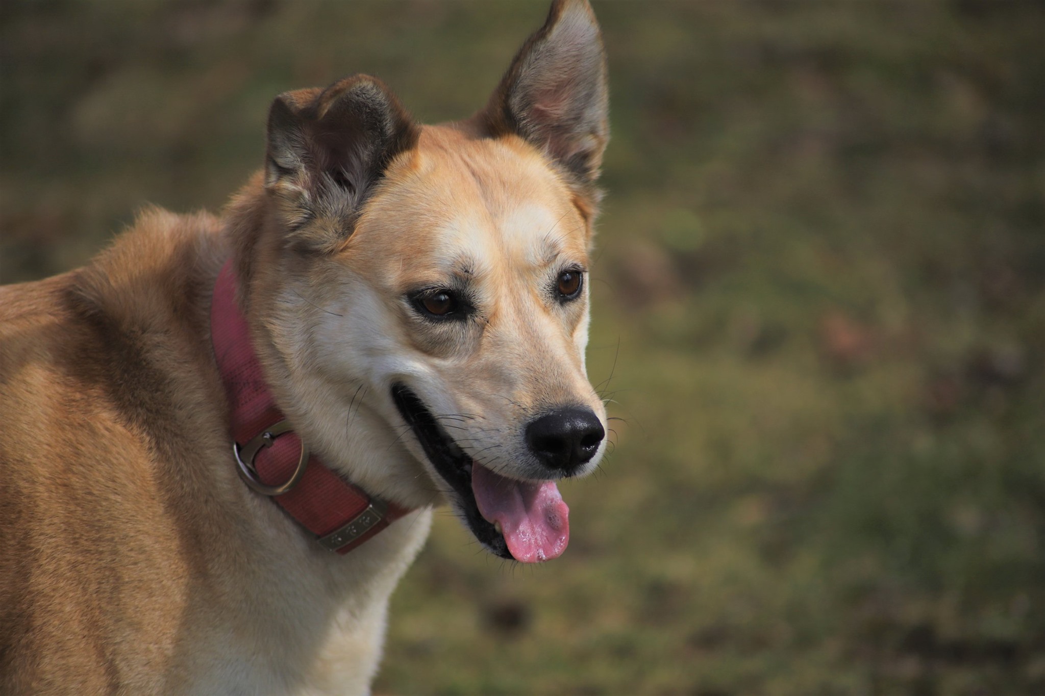 Gallery - Whispering Pines Kennel